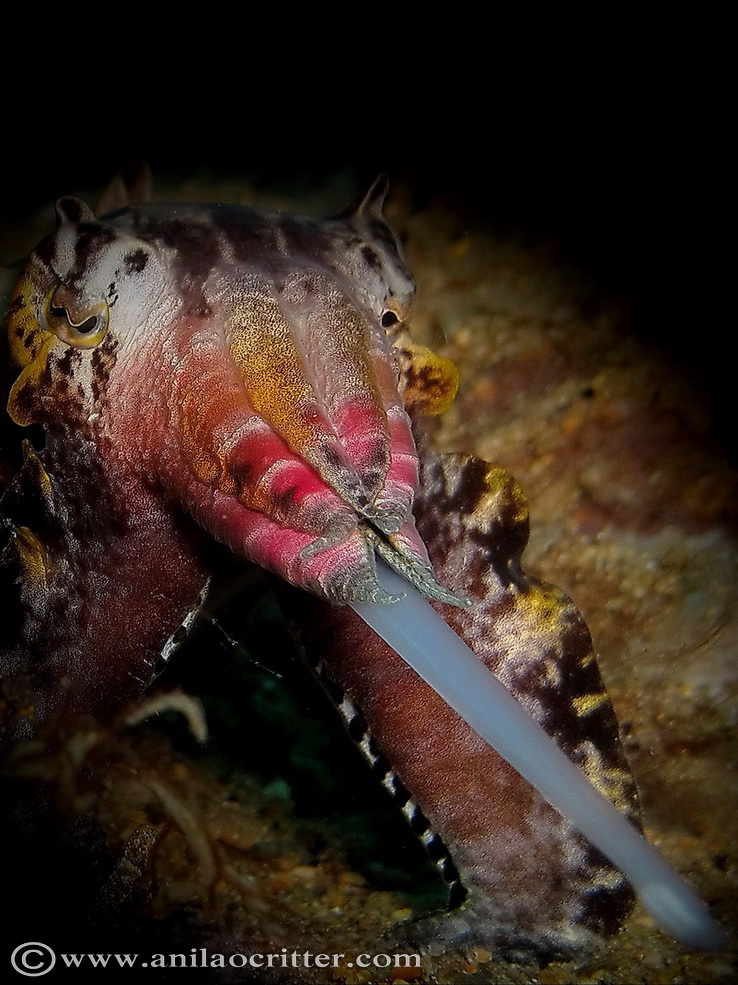 Scuba Dive in Anilao - Underwater Macro Photography, Anilao Muck dive